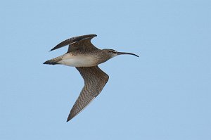 Sandpiper, Whimbrel, 2014-05040943 Chincoteague NWR, VA